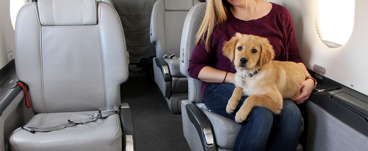 travel on plane with dog